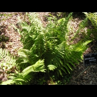Dryopteris Oreades (fam Dryopteridacees) (Europe, Asie, Amerique du nord) (11)